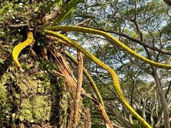 -武吉知马自然保护区