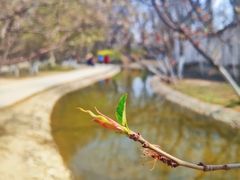 -桃花堤公园