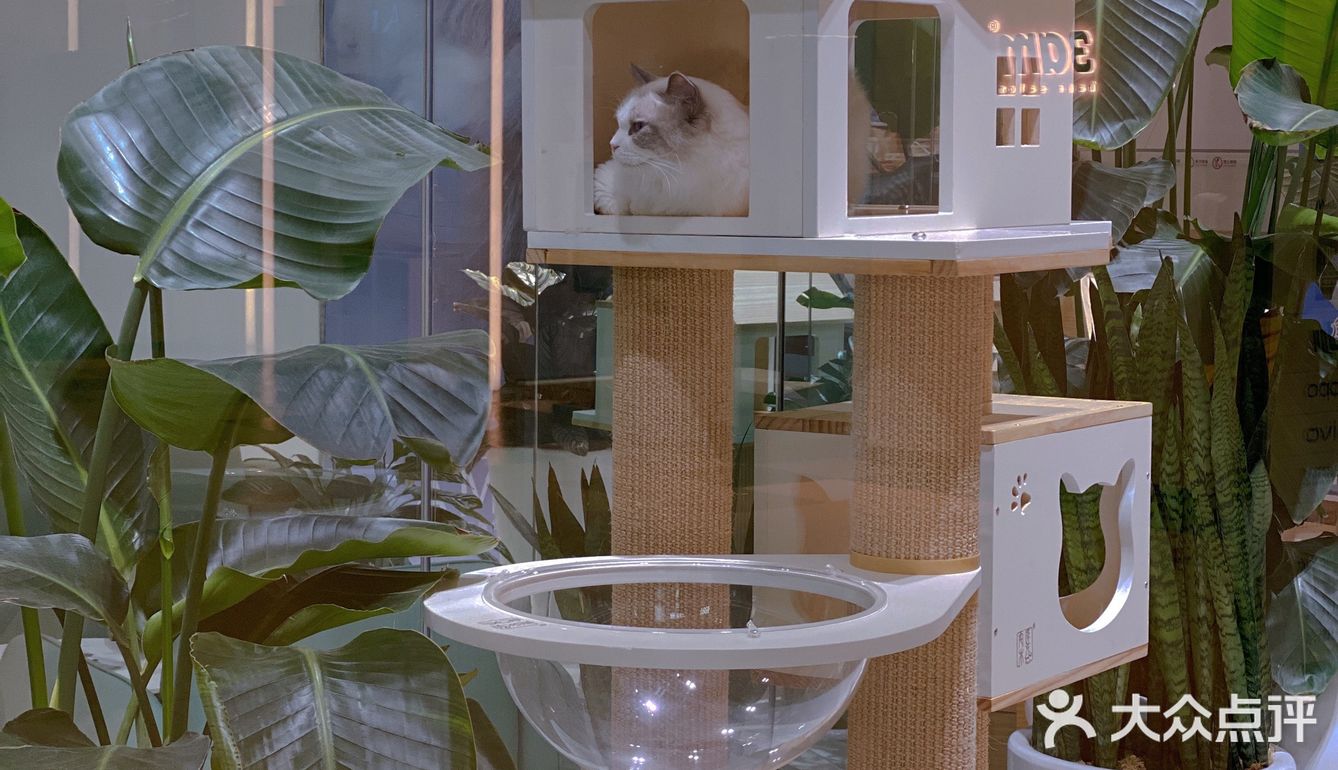 爱马仕级别猫咪会所！铲屎官快来～