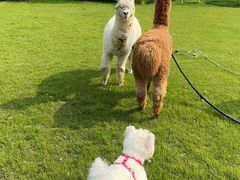 -杭州桐庐康莱德酒店西餐厅-舍