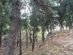 -北京鹫峰国家森林公园