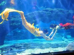 -锦艺城海洋馆
