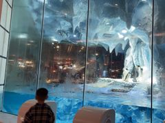 -帝企鹅自助餐厅•儿童岛•真企鹅(长隆企鹅酒店)