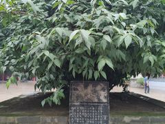 -章华寺