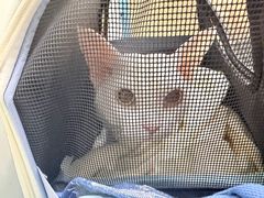 -天宠宠物医院24小时·急重症诊疗中心·全科·腔镜特色(和平分院)