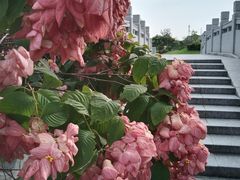 -王借岗森林公园