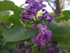 -黑龙江省森林植物园