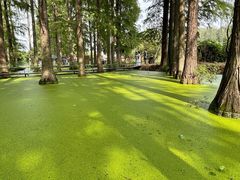 -渌洋湖湿地公园