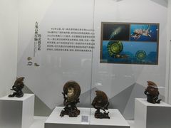 -贝壳王国博物馆