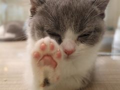 -飞行喵MR PILOT|猫舍·猫咖(静安大融城店)