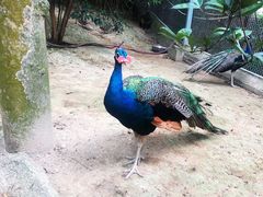 -泉州海丝野生动物世界