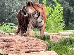 -北京野生动物园