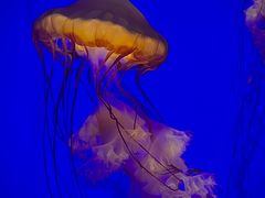 -上海海洋水族馆