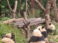 -都江堰中华大熊猫苑