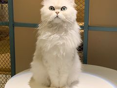 -喵屿·大理花园猫咖