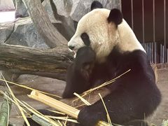 -昆明动物园