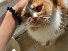 -猫大福·Fortune Cat猫舍(百子湾店)