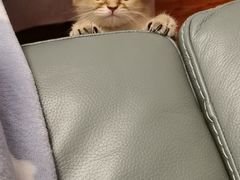 -糯米喵星人总部直营旗舰店·猫舍·幼猫出售