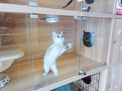 -喵百万·布偶·蓝金金渐层英短·猫舍(百子湾店)