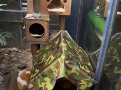 -爱侣·安琦尔宠物医院·中兽医针灸·心内科·狂犬免疫点(宝山区院)
