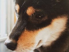 -喜柴咖啡·柴犬狗咖