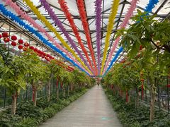 -南宫五洲植物乐园