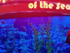 -海合安成都极地海洋公园