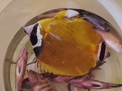 -小猫钓鱼海钓俱乐部(椰梦长廊店)