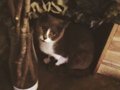 Mikaku(Mikaku万达店)-MIKAKU(万达广场上海宝山店)