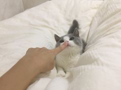-屋虎猫馆(宝安大仟里店)