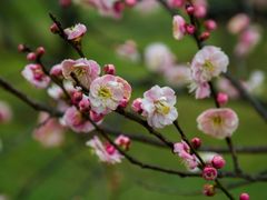 -梅花山(明孝陵内)