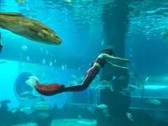 -北戴河圣蓝海洋公园