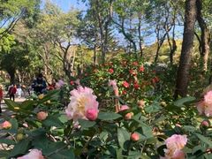 -深圳国际园林花卉博览园