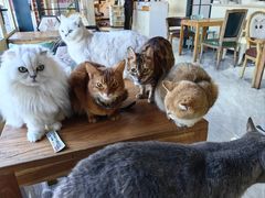 -猫小院猫主题餐厅(南锣旗舰店)