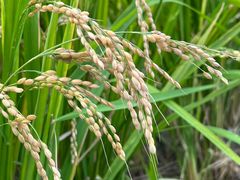 -北坞公园