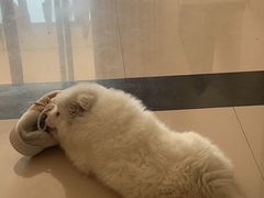 -宠颐生汉谟拉比宠物医院