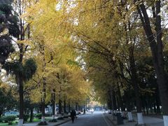 -四川大学(望江校区)