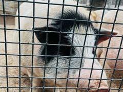 -石家庄市动物园