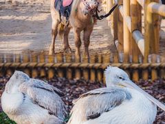 -茅山东方盐湖城景区
