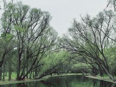 -上海共青森林公园