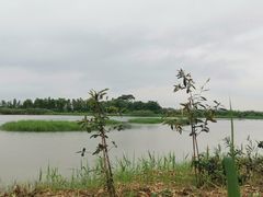 -大湾区中央湿地公园