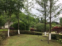 -铁山坪森林公园