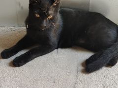 -伟伟宠物医院·瑞派猫友好医院·猫科(光谷店)