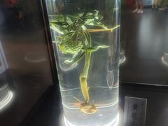 -广东中医药博物馆