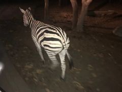 -清迈夜间动物园