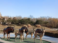 -北京野生动物园