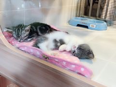 -1013 PET SHOP 宠物商店(近铁城市广场店)