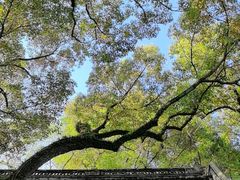 -上海醉白池公园