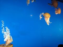 -太平洋海底世界