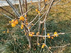 -国家植物园南园